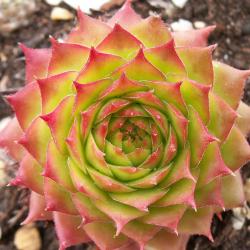 Sempervivum - Dachwurz - Hauswurz